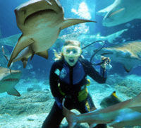 Sunshine Coast and Noosa Full-Day Tour including Underwater World