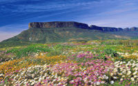Flower Express - Wildflowers of South Africa