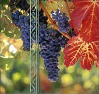 Private Portuguese Wine Tour in Evora - UNESCO World Heritage Site