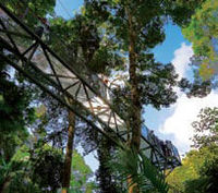 Mount Tamborine National Park Full-Day Tour with Rainforest Skywalk