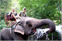 Khao Yai National Park and Elephant Ride Day Trip from Bangkok