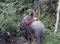 Private Tour: Elephant Adventure, Hilltribes and Mae Kok River Trip