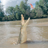 Adelaide River Jumping Crocodiles Cruise from Darwin