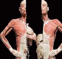 Bodies: The Exhibition in New York City 
