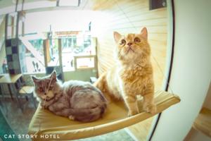 Cat Story Hotel