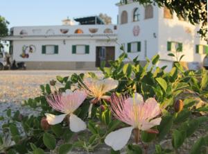 Finca Buenavista