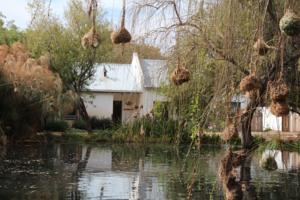 The Olive Thrush Cottage
